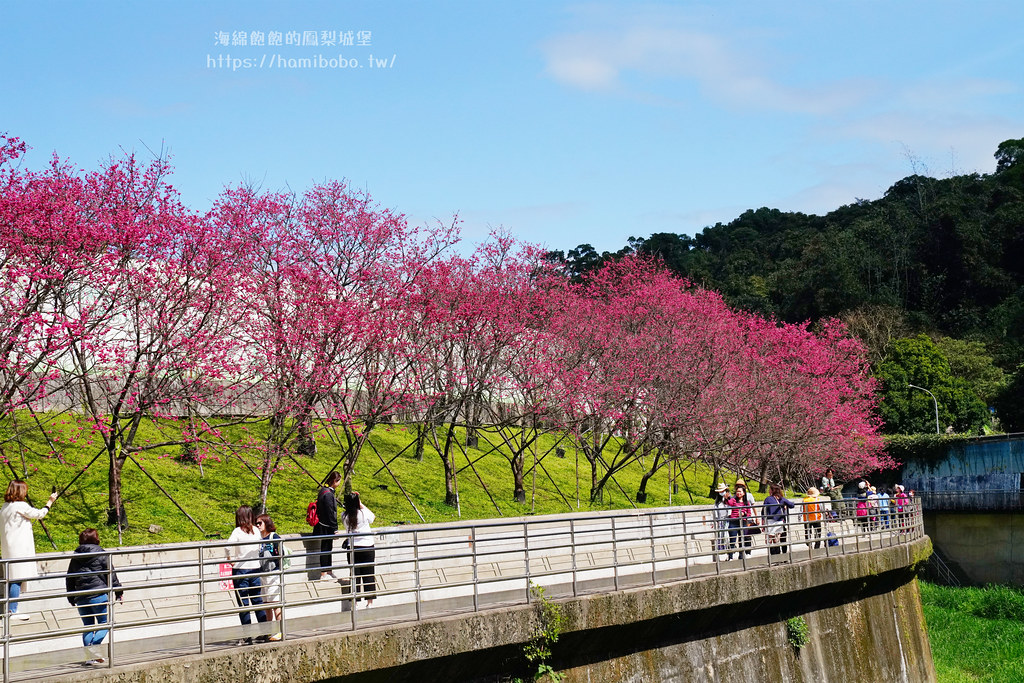 東湖櫻花林｜內湖樂活公園，台北賞櫻推薦，河畔櫻花林，繽紛夜櫻，交通資訊，停車場(捷運東湖站) @海綿飽飽的鳳梨城堡