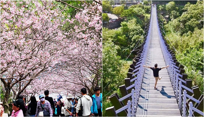 內湖碧山巖櫻花隧道粉嫩登場！白石湖、龍船岩、景觀咖啡廳 @海綿飽飽的鳳梨城堡