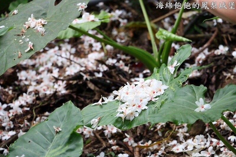 【新北|汐止】翠湖賞桐五月雪/北部油桐花景點推薦/爬山健行/金龍湖/交通指南/賞桐注意事項(2016.05.02花況) @海綿飽飽的鳳梨城堡