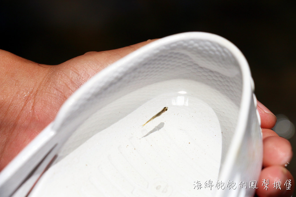 茄苳瀑布｜汐止大尖山景點，一分鐘抵達沁涼三層瀑布秘境，溪邊玩水抓小魚小蝦(交通指南) @海綿飽飽的鳳梨城堡